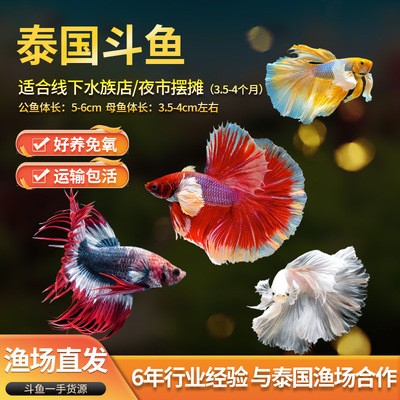 南海市大瀝能記水族館（南海大瀝哪里有水族店）