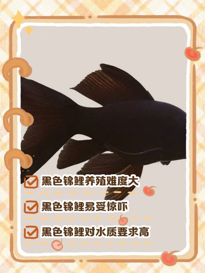 錦鯉最忌三種顏色