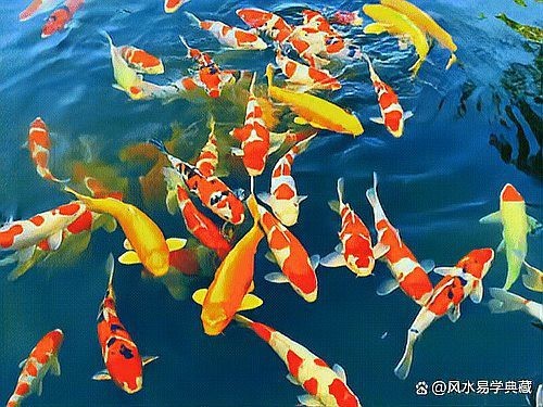錦鯉最忌三種顏色