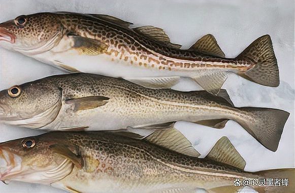 十大排名最營養的魚