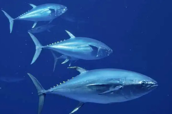 十大排名最營養的魚