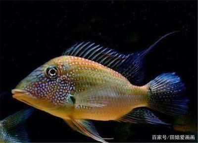 紅寶石魚飼養指南紅寶石魚飼養指南紅寶石魚飼養指南：紅寶石魚的飼養指南