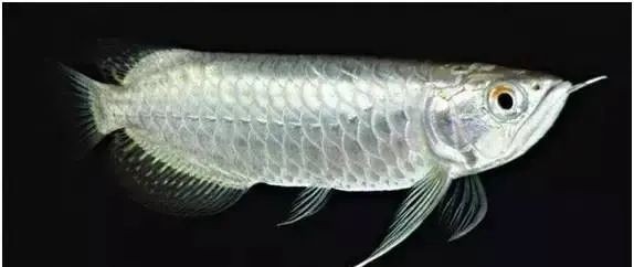 金龍魚所有品種表格大全