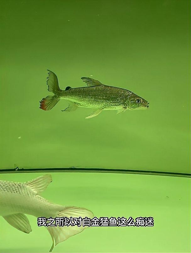 有哪些恐龍魚適合混養？