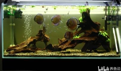 調節魚缸水質的方法有哪些：如何調節魚缸水質