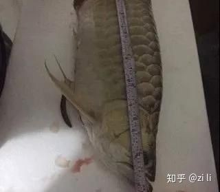 怎么看龍魚是否已經吃飽：在喂食龍魚時，判斷龍魚是否已經吃飽，喂食不足會影響生長和健康