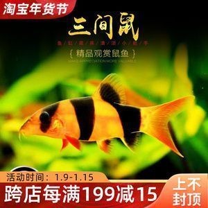 龍魚養殖場小說