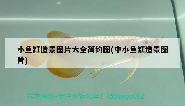 魚缸過濾器 品牌哪個好：魚缸過濾器品牌
