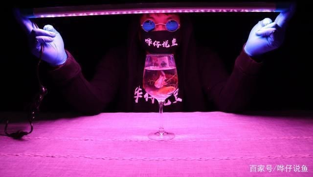 給魚缸照明用的燈有哪些（魚缸照明燈的使用）