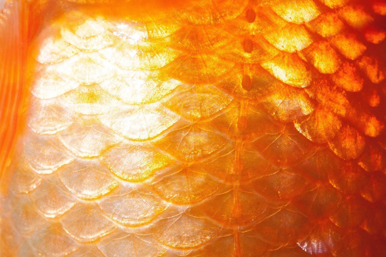 金龍魚魚鱗發白是什么?。ㄣy龍魚魚鱗發白）