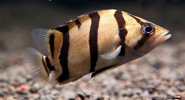 虎魚圖片