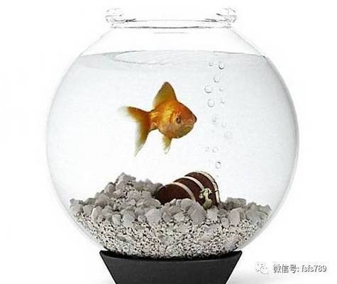 鷹手營子礦區(qū)尚景水族店（鷹手營子礦區(qū)尚景水族店電話）
