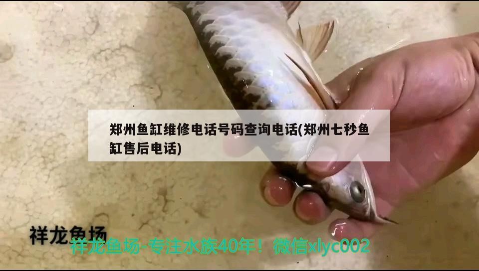 鄭州魚缸維修電話號碼查詢電話(鄭州七秒魚缸售后電話) 鄭州魚缸維修電話號碼查詢電話(鄭州七秒魚缸售后電話) 銀龍魚百科