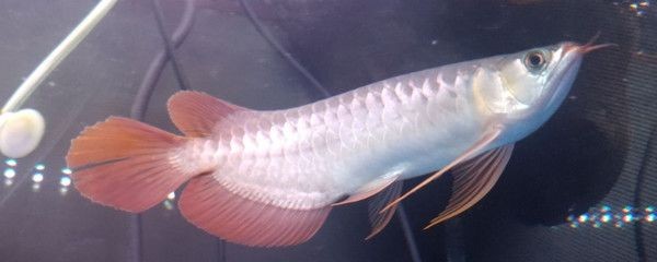 龍魚有什么說法嗎：龍魚寓意著美好、幸福和吉祥和如意