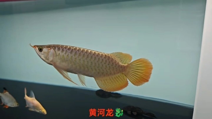 頭型，鰭尾方方面面夠用