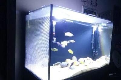 公認最好的魚缸品牌（魚缸十大品牌排行榜）