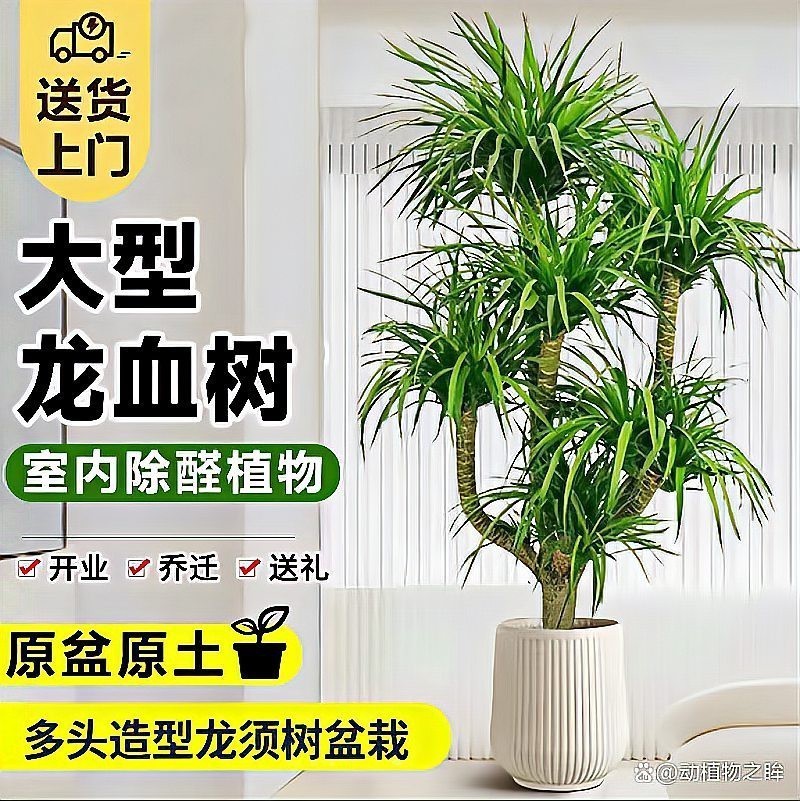 龍血樹有哪些風水作用？