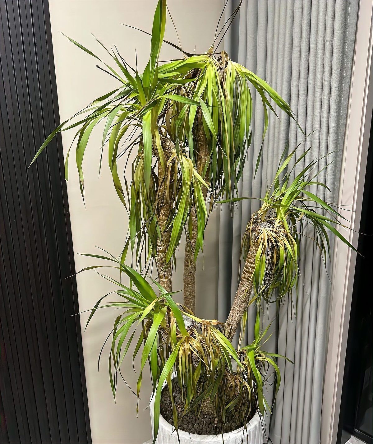 龍血樹有哪些風水作用？