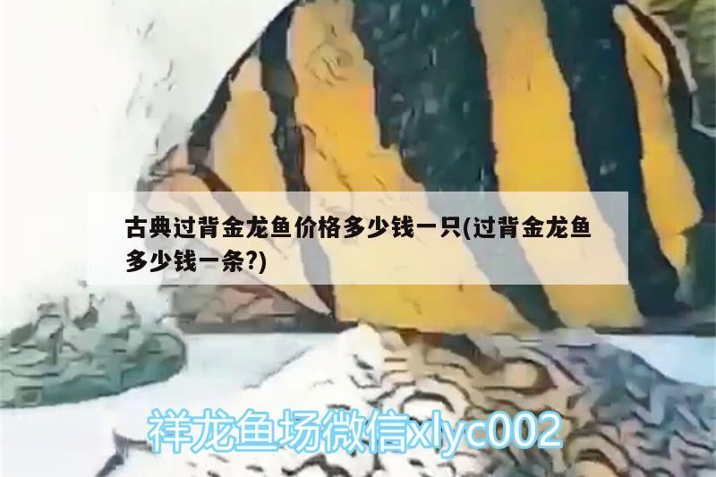 奎屯樂(lè)魚水族館