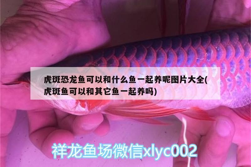 奎屯樂(lè)魚水族館