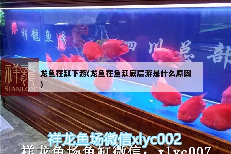 奎屯樂(lè)魚水族館
