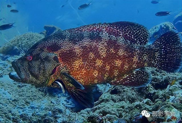 石斑魚有幾種 石斑魚有幾種 龍魚論壇 第2張