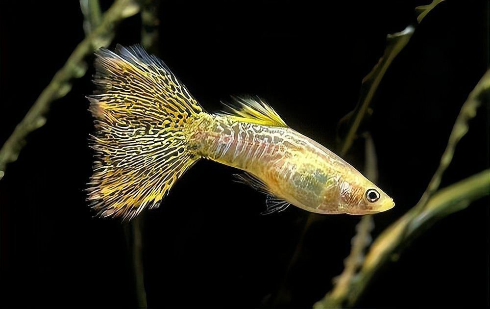 缸里一條魚追著所有魚咬