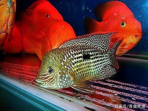 缸里一條魚追著所有魚咬