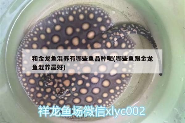 海麗雅魚缸底濾怎么安裝：海麗雅魚缸底濾安裝注意事項海麗雅魚缸底濾安裝注意事項