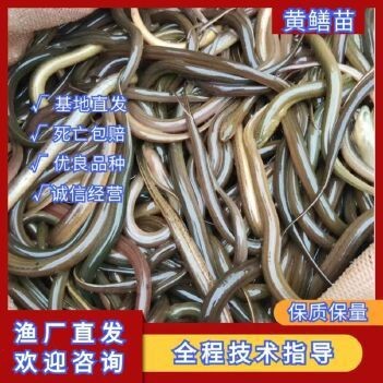 附近哪里有賣草魚苗