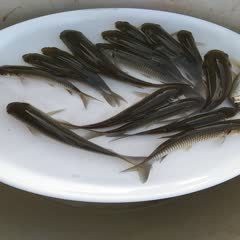 附近哪里有賣草魚苗