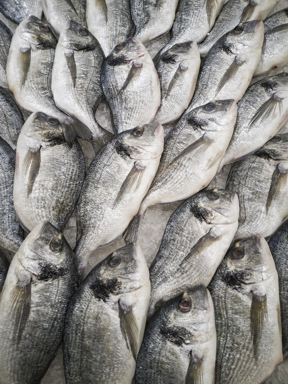 南美洲異型魚不能養的原因