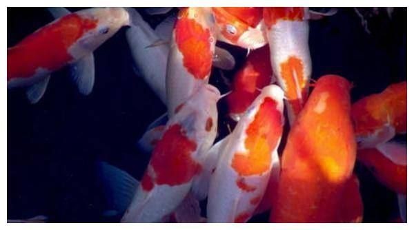 蝴蝶鯉養(yǎng)幾條最招財(cái)風(fēng)水