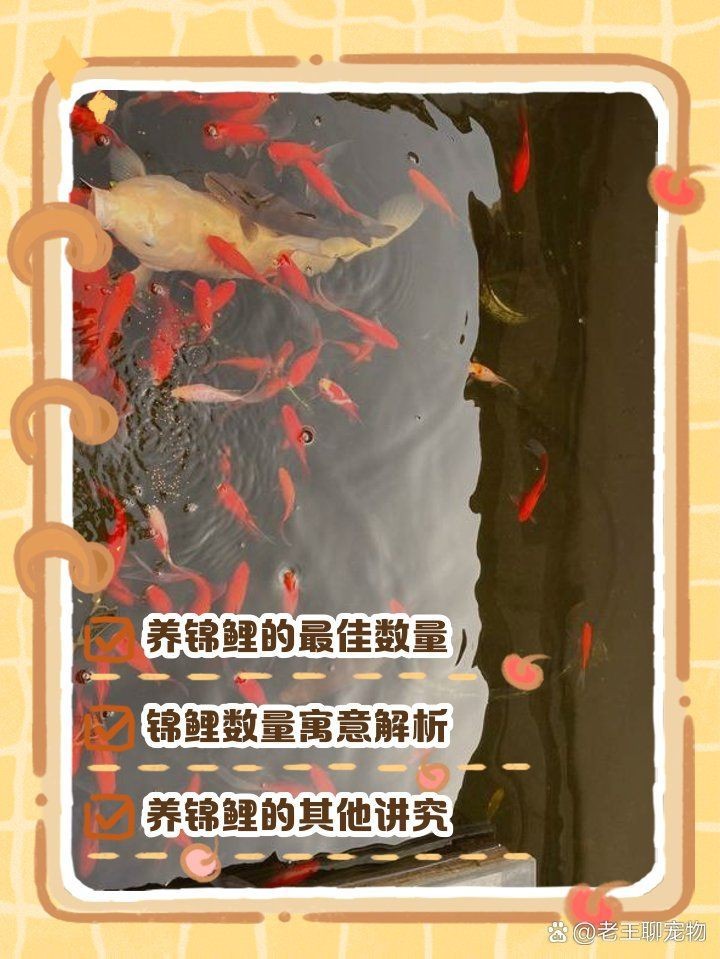 蝴蝶鯉養(yǎng)幾條最招財(cái)風(fēng)水