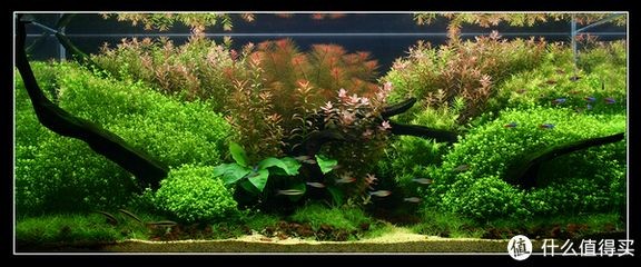 魚缸造景的歷史和發展：淡水魚缸造景圖對不起我無法提供實時的圖像內容