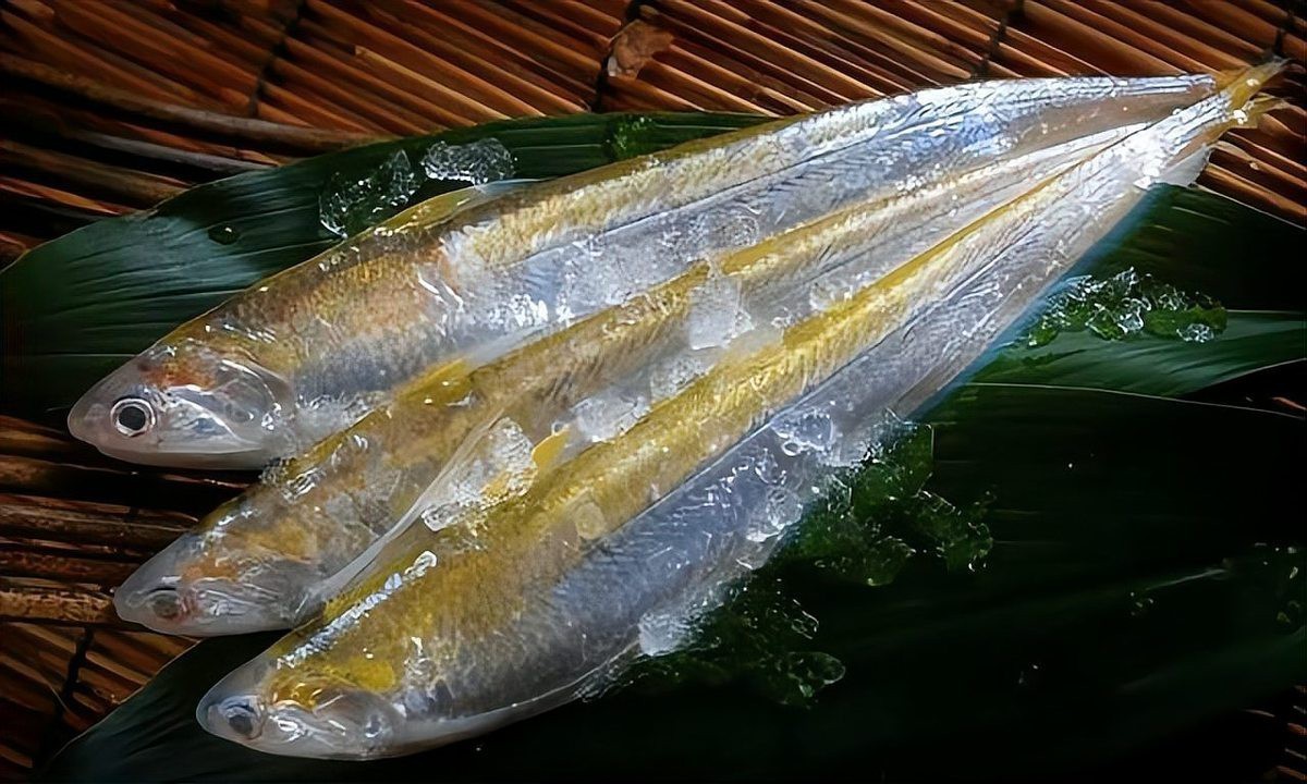 淡水魚最貴排行榜
