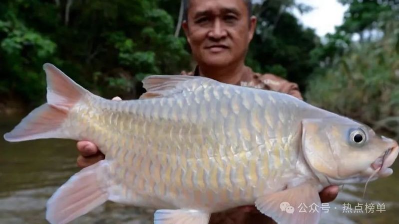 淡水魚最貴排行榜