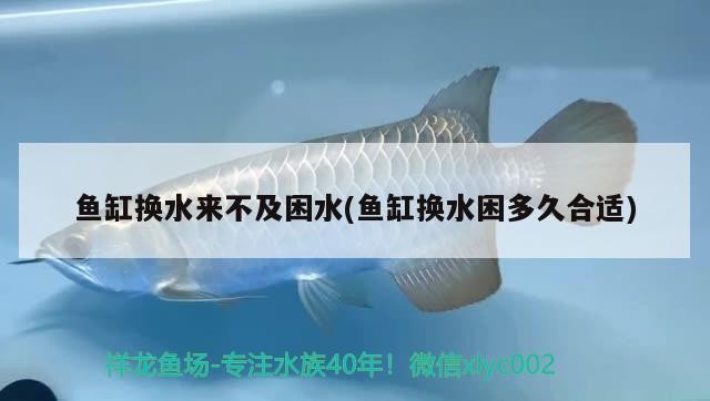 銀龍魚是龍魚嗎：銀龍魚是龍魚嗎