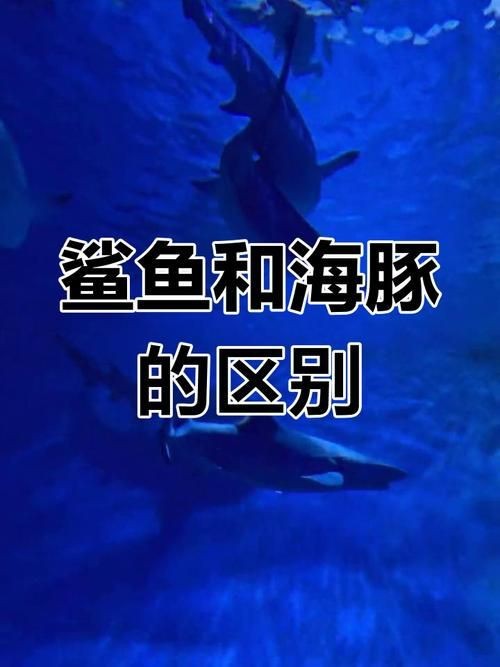 海豚和鯊魚(yú)區(qū)別圖片