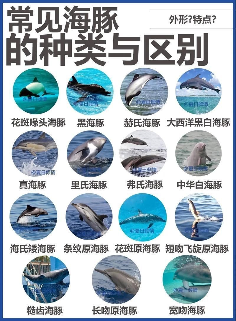 海豚和鯊魚(yú)區(qū)別圖片
