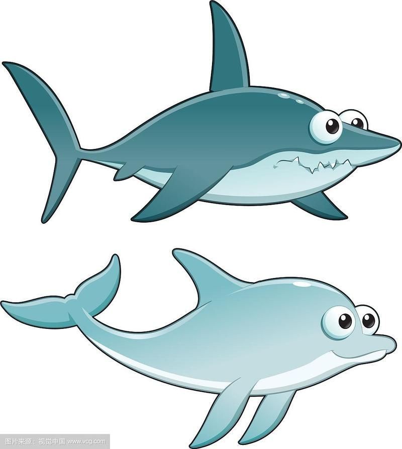 海豚和鯊魚(yú)區(qū)別圖片