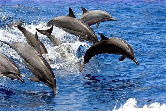 海豚和鯊魚(yú)區(qū)別圖片