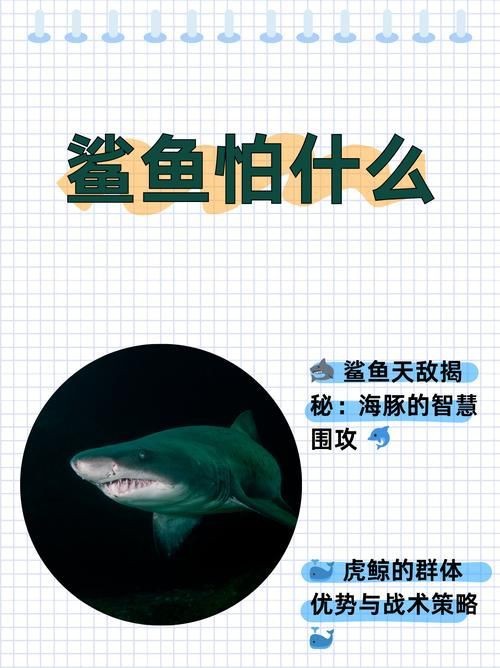 海豚和鯊魚(yú)區(qū)別圖片
