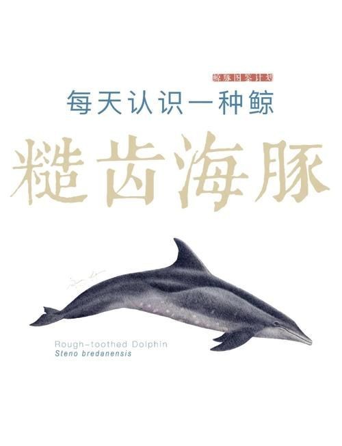 海豚和鯊魚(yú)區(qū)別圖片