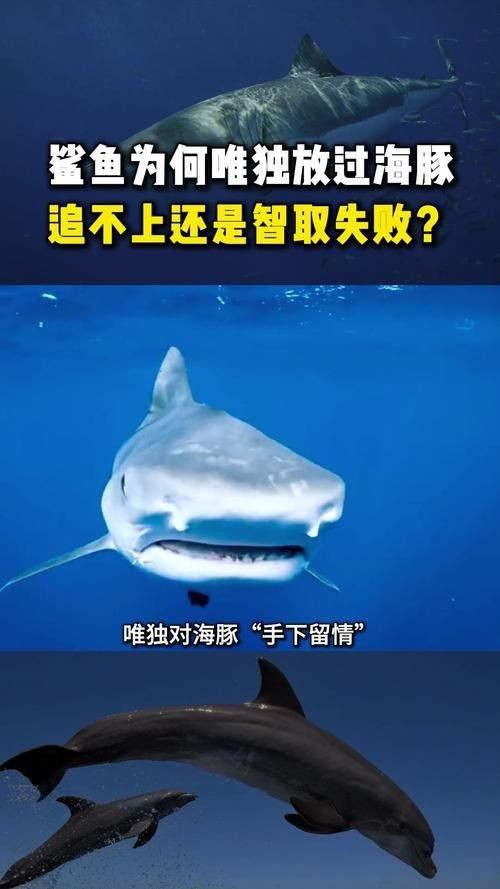 海豚和鯊魚(yú)區(qū)別圖片