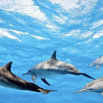 海豚和鯊魚(yú)區(qū)別圖片