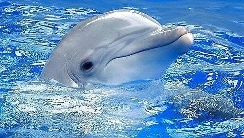 海豚和鯊魚(yú)區(qū)別圖片
