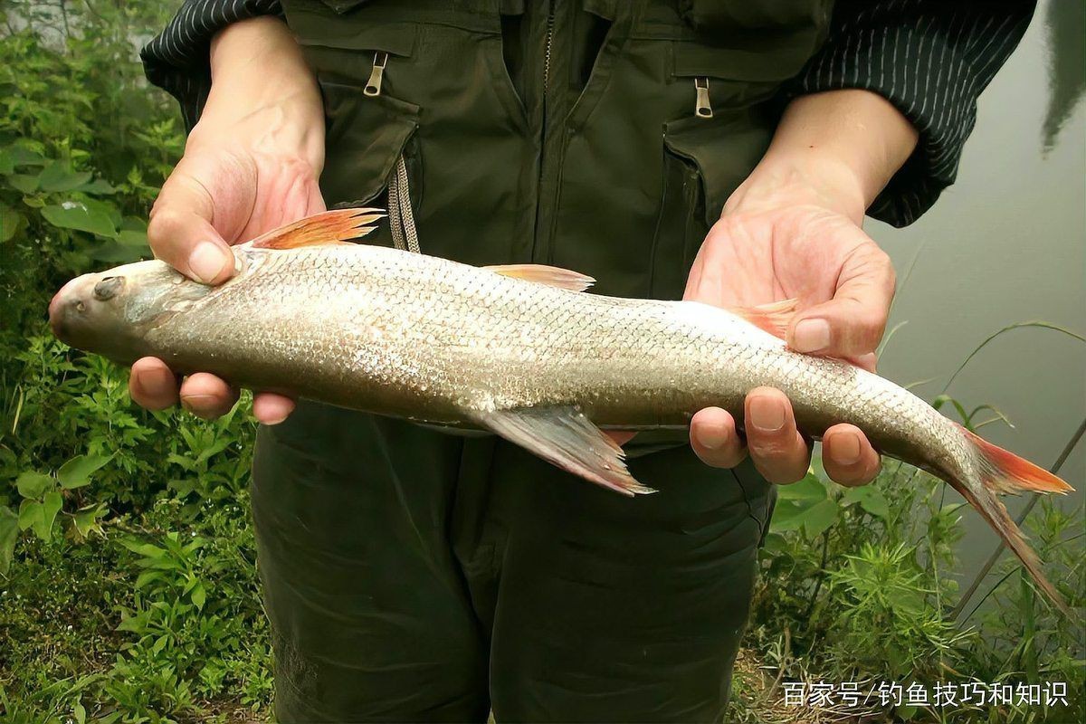 紅尾魚和翹嘴哪個貴