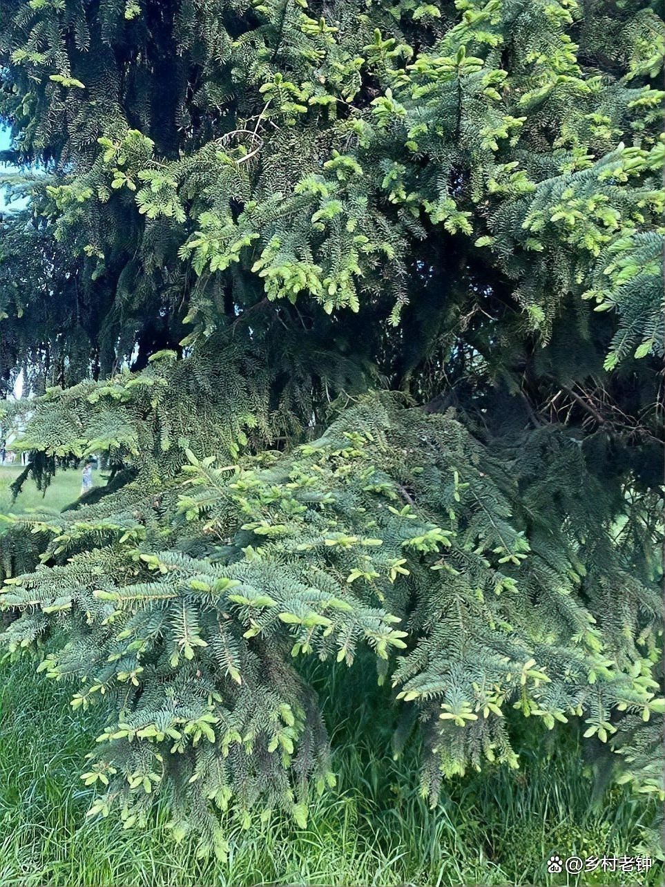 風化土最忌三種植物