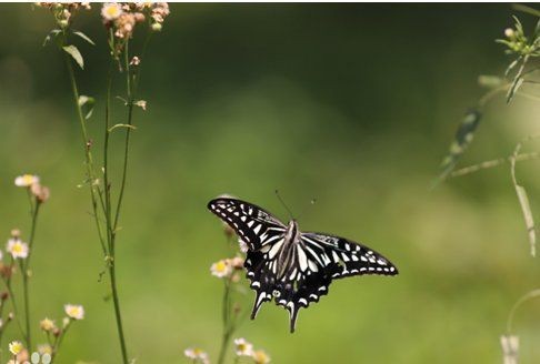 蝴蝶可以當寵物養嗎